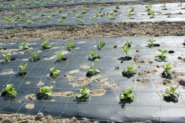 Agricultural Mulch Film Manufacturing Roll
