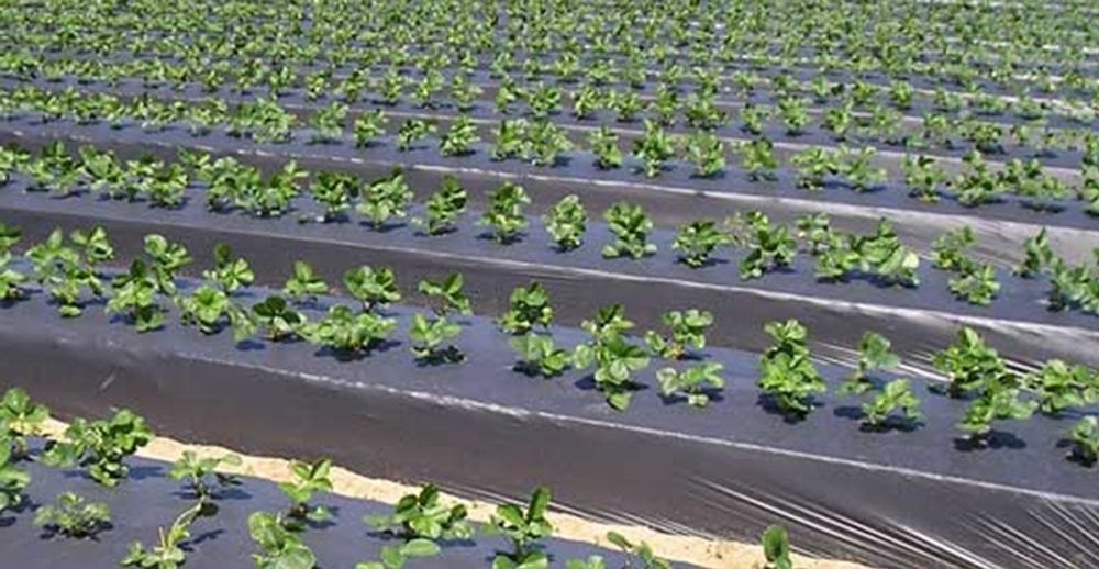 Agricultural Mulch Film Installation in Field